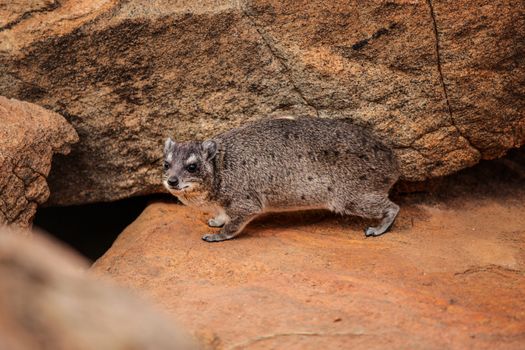 The rock hyrax (Procavia capensis) going to its burrow lair in stones. Tsavo East national park, Kenya