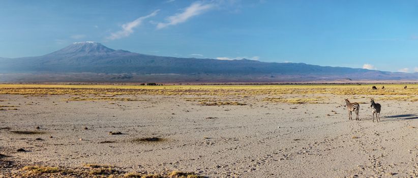 High resolution wide panorama of two plains zebra (Equus quagga, formerly Equus burchellii) walking under mount Kilimanjaro in the evening. Amboseli national park, Kenya