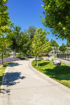 Paved walkway with maple trees in park area of residential community