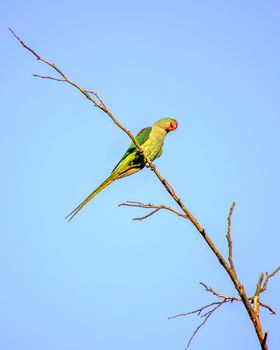 Indian ring-necked parakeet(Psittacula krameri) parrot sitting on dry tree branch with clesar blue sky background.