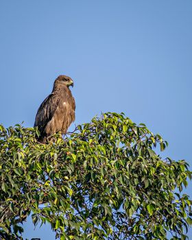 Black kite bird sitting on top of tree.The black kite (Milvus migrans) is a medium-sized bird of prey in the family Accipitridae, which also includes many other diurnal raptors.