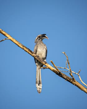 Close up image of Indian grey hornbill sitting on a dry tree branch with clear blue sky background.