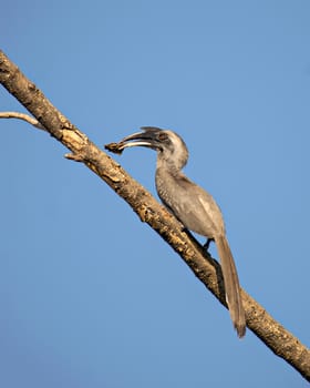 Close up image of Indian grey hornbill with food sitting on a dry tree branch with clear blue sky background.