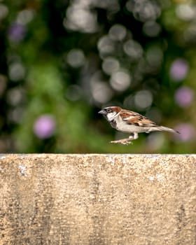 Selective focus, shallow depth of field ,close up image of a male sparrow jumping in air on wall with clear background.