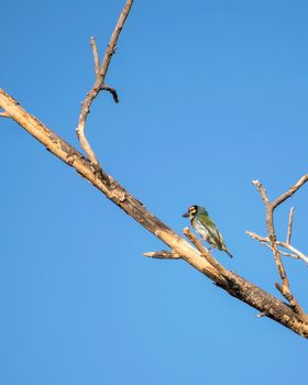 Isolated image of copper smith barbet bird, sitting on a dry tree branch with clear blue sky background..