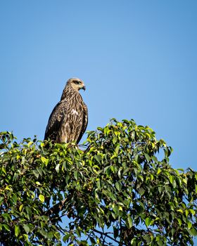 Black kite bird sitting on top of tree.The black kite (Milvus migrans) is a medium-sized bird of prey in the family Accipitridae, which also includes many other diurnal raptors.