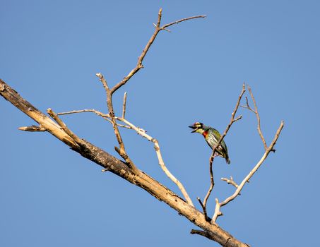 Isolated image of shouting copper smith barbet bird, sitting on a dry tree branch with clear blue sky background..