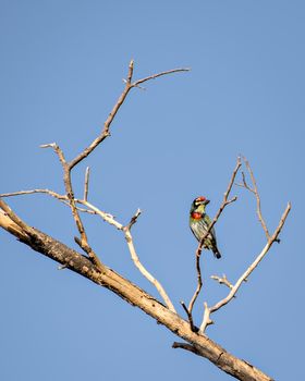 Isolated image of copper smith barbet bird, sitting on a dry tree branch with clear blue sky background..