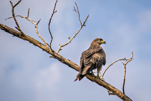 Close up image of black kite(Milvus migrans) bird sitting on top of tree.