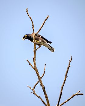 Common Myna bird sitting & shouting on a dry tree branch with clear blue sky background.