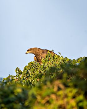 Black kite bird sitting in leaves on top of tree.The black kite (Milvus migrans) is a medium-sized bird of prey in the family Accipitridae, which also includes many other diurnal raptors.
