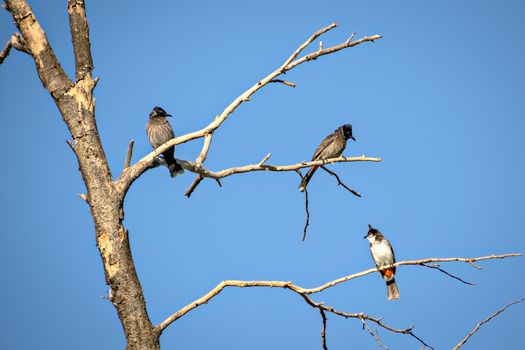 Three Red vented bulbul sitting on dry tree branch with clear blue sky background.