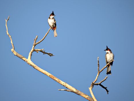Two Red vented bulbul sitting on dry tree branch with clear blue sky background.