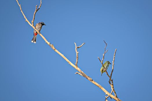 Red vented bulbul & copper smith barbet bird, sitting on a dry tree branch with clear blue sky background..