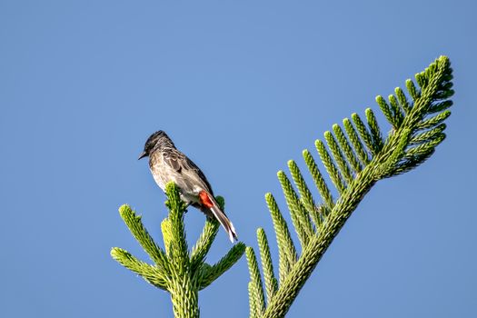 Red vented bulbul sitting on attractive Juniper tree branch leaves with clear blue sky background.