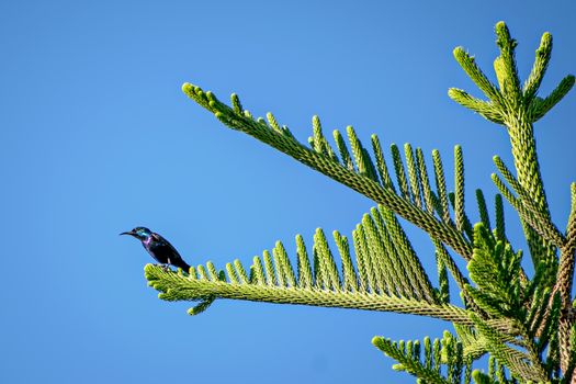 Beautiful Purple Sun bird (Cinnyris asiaticus) sitting on attractive Juniper tree branch leaves with clear blue sky background.