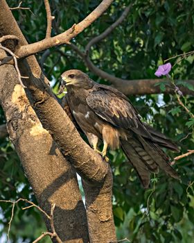 Black kite bird with food sitting in leaves on top of tree.The black kite (Milvus migrans) is a medium-sized bird of prey in the family Accipitridae, which also includes many other diurnal raptors.