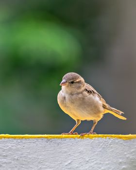 Selective focus, shallow depth of field, isolated image of a female sparrrow on wall with clear green background.