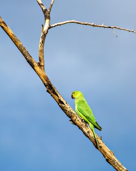 Indian ring-necked parakeet(Psittacula krameri) parrot sitting on dry tree branch with clear blue sky background.