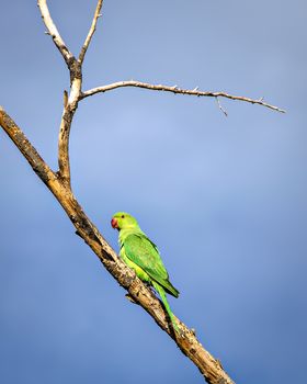 Indian ring-necked parakeet(Psittacula krameri) parrot sitting on dry tree branch with clear blue sky background.