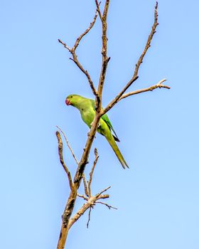 Indian ring-necked parakeet(Psittacula krameri) parrot sitting on dry tree branch with clear blue sky background.