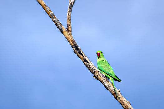 Indian ring-necked parakeet(Psittacula krameri) parrot sitting on dry tree branch with clear blue sky background.