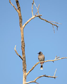 Red vented bulbul bird sitting on dry tree branch with clear blue sky background.