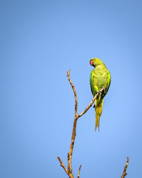 Indian ring-necked parakeet(Psittacula krameri) parrot sitting on dry tree branch with clear blue sky background.