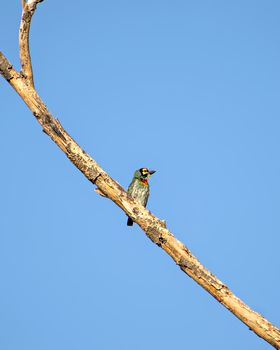 Isolated image of copper smith barbet bird, sitting on a dry tree branch with clear blue sky background..