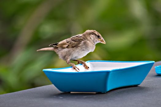 Selective focus, shallow depth of field, isolated image of a female sparrow on water bowl on wall with clear green background.