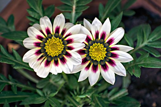 Isolated, close-up image of two white and pink Gazania flower with yellow center.