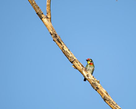 Isolated image of copper smith barbet bird, sitting on a dry tree branch with clear blue sky background..