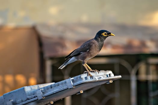 Selective focus, shallow depth of field, isolated image of Common Myna bird sitting on a street light on road.