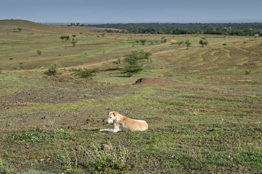 A white dog sitting alone & relaxing on a hill at Dhavalgad fort near Pune, Maharshtra,India.