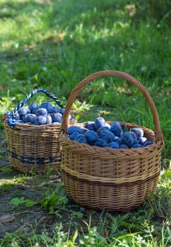 Plum harvest. Freshly torn plums in the basket hanged on tree. Europe, Czech republic