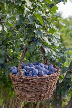 Plum harvest. Freshly torn plums in the basket on the green grass. Europe, Czech republic