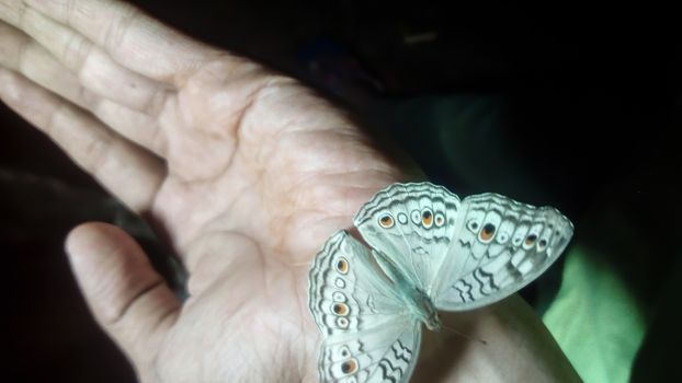 looking nice butterfly on hand