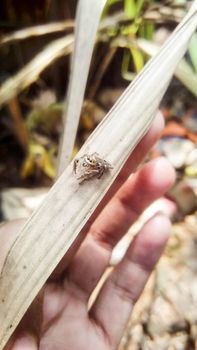 looking beautiful spider on hand