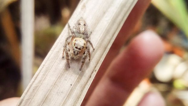 looking beautiful spider on hand