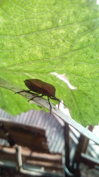 brouwn bug on a green leaf