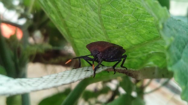 brouwn bug on a green leaf