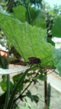 brouwn bug on a green leaf