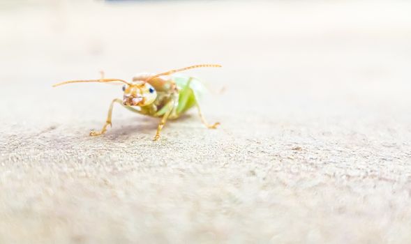 green bug on a green leaf