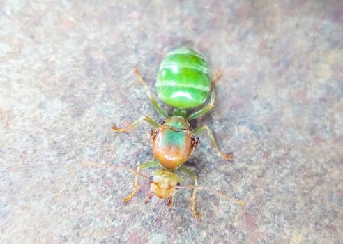 green bug on a green leaf