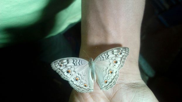 looking nice butterfly on hand