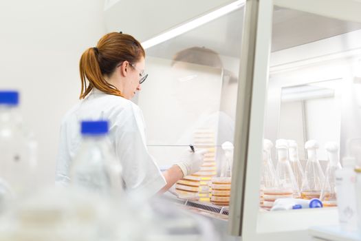 Female scientist working with bacteria in laminar flow at corona virus vaccine development laboratory research facility. Corona virus pandemic concept. Development of virus treatment drug.