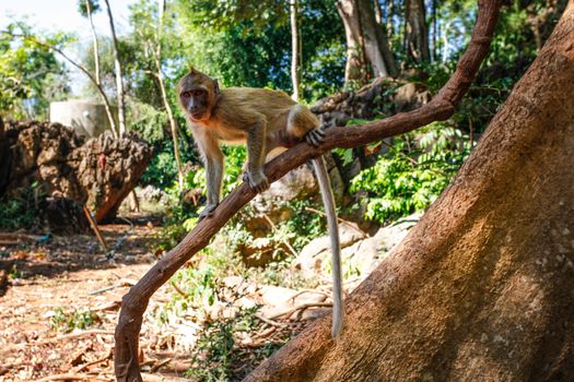 Crab-eating macaque monkey (Macaca fascicularis) on a tree branch. Khao Sok, Thailand