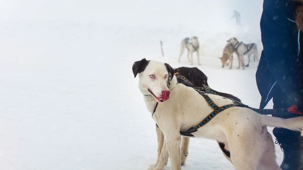 snow sled dog with interesting eyes licking his nose with more snow dogs in the background