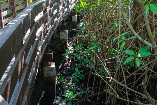 Looking Over the Edge of a Boardwalk in a Florida Swamp at Plants and Foliage