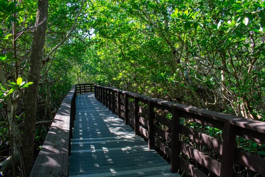 A Boardwalk Going Through a Lush and Bright Green Forest